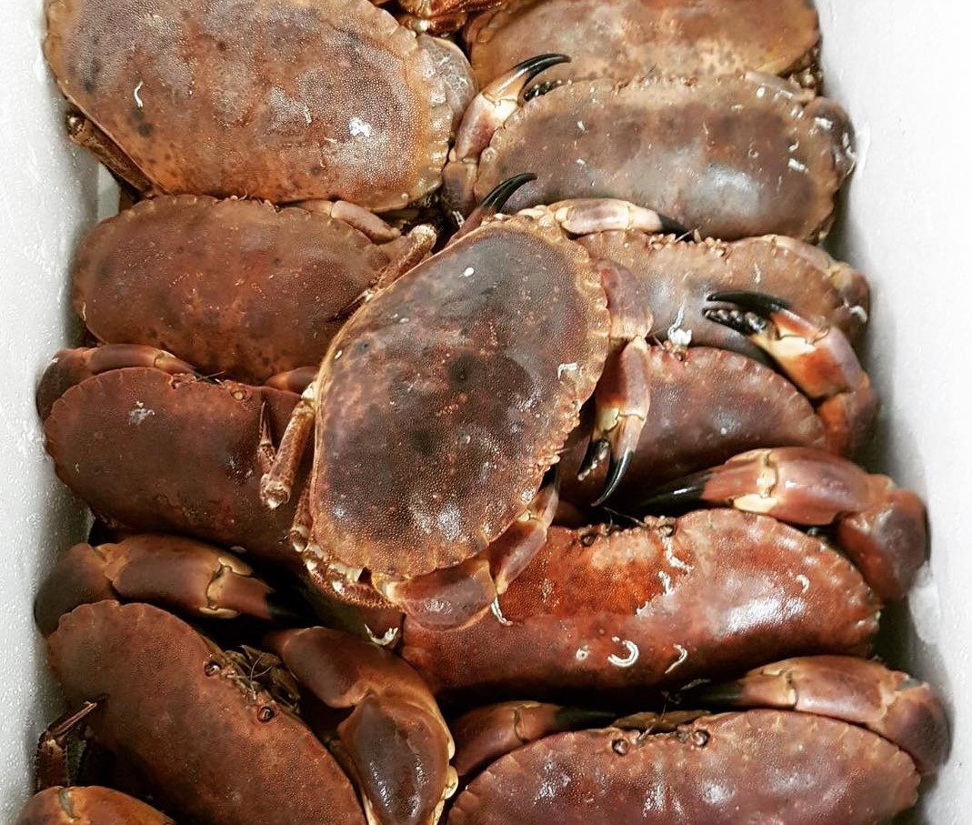 Brown crab for sale